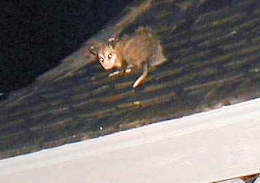 opossum.jpg (22162 bytes)